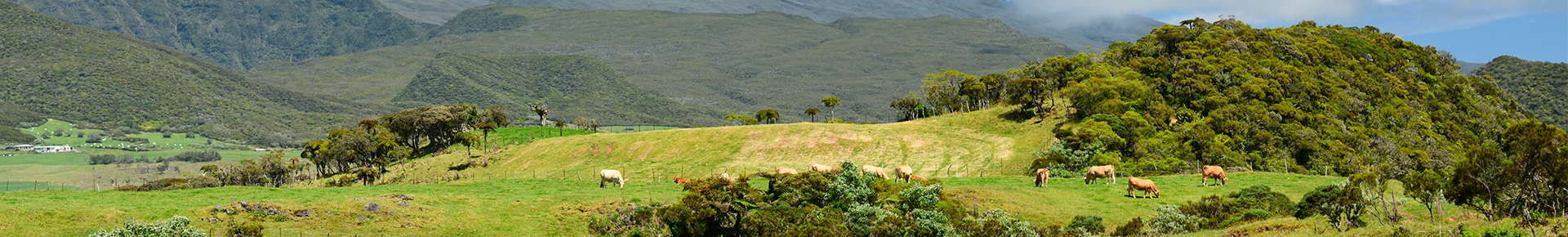 Vue du Tampon avec des vaches