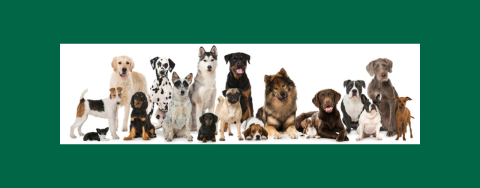 Appel à projets – Éducation à la bientraitance animale