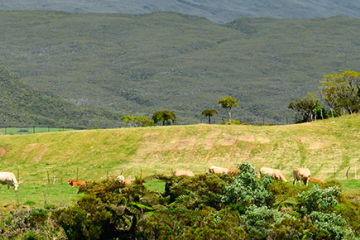 Vue du Tampon avec des vaches