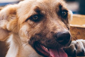 Chien en liberté